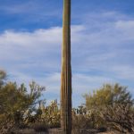Arizona Saguaro Cactus Landscape