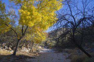 Cottonwood Tree Arizona Canyon