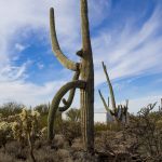 Desert Cactus Landscape