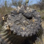 stump of a dying saguaro cactus