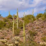 Sahuaro cactus desert picture
