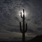 Saguaro Arizona Desert Night