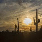 Saguaro Arizona Desert Dusk