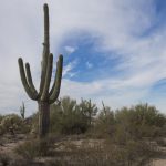 jumping cactus desert saguaro arizona