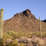 Sahuaro Cactus Arizona Desert Microstock