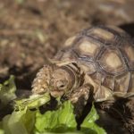 turtles desert babies eat lettuce