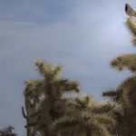 jumping cactus birds desert